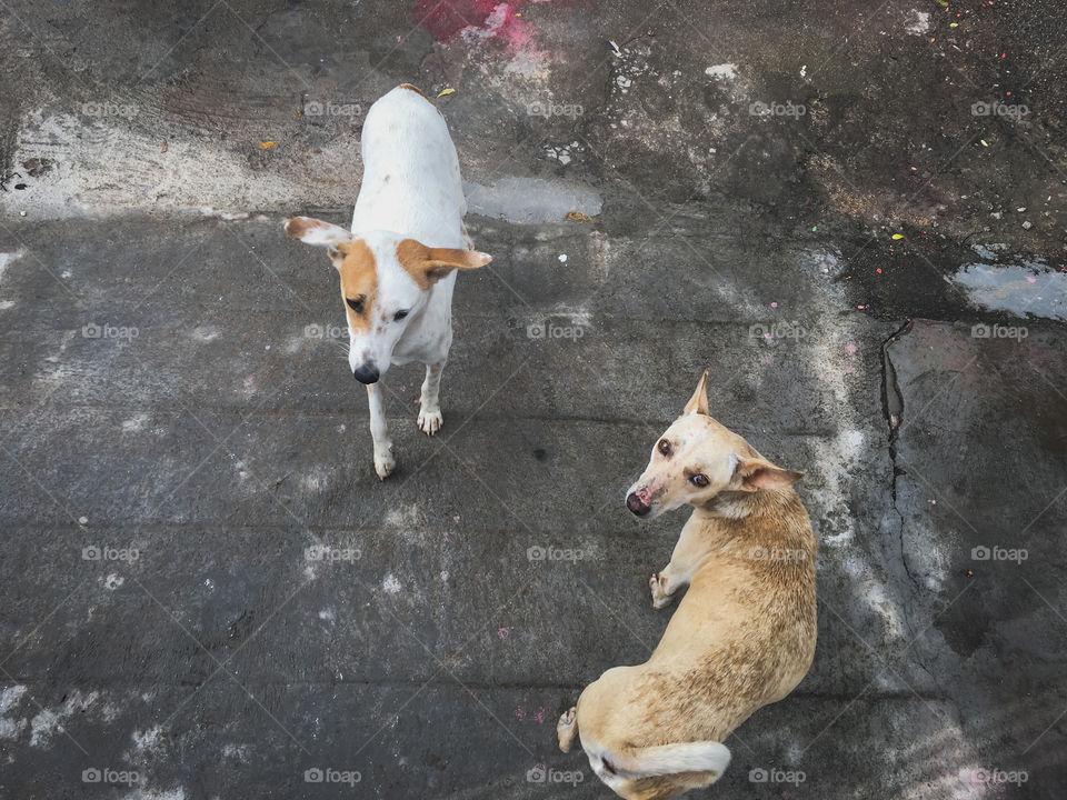 Dogs from India