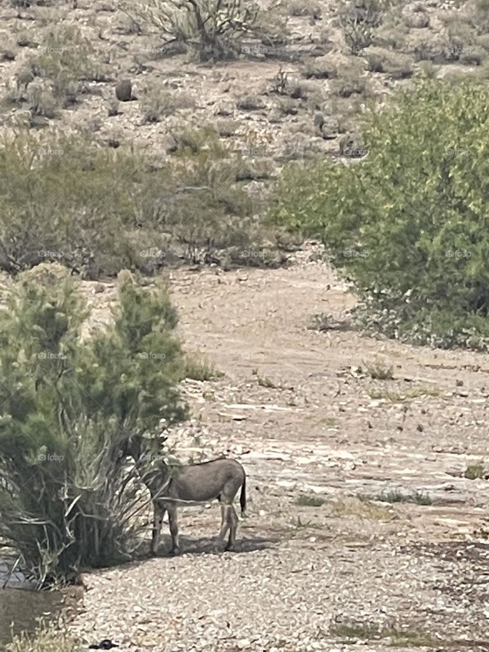 Burro enjoying nature 