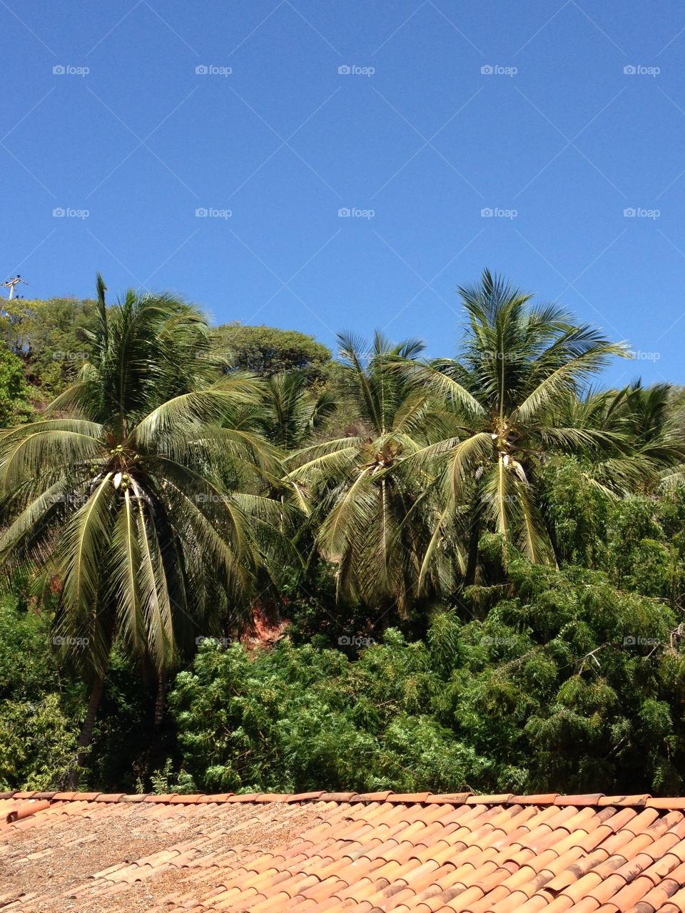 Palm trees under blue sky