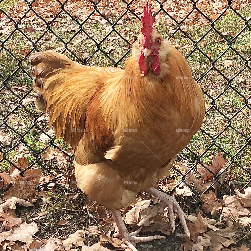 Handsome Buff Orpington rooster posing for the camera