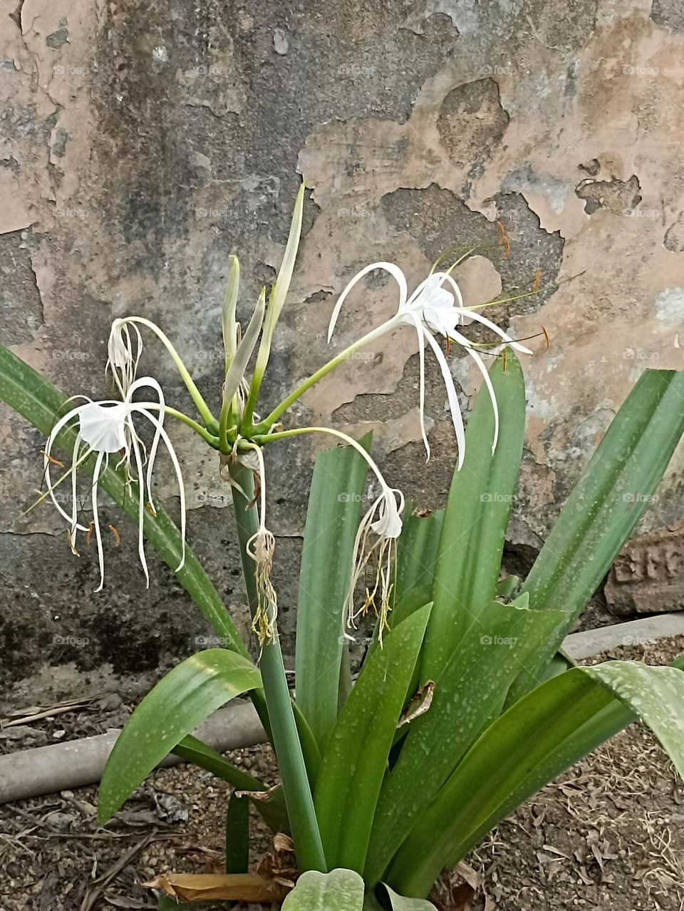 beauty with no wings