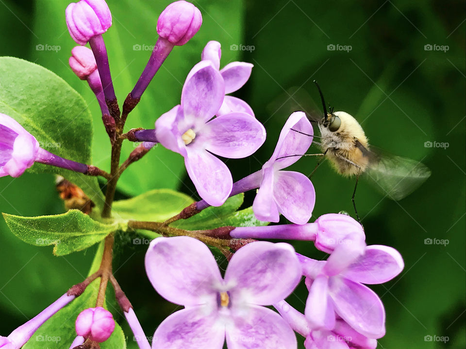 Spring fly bombylius major flying over the blooming lilac flowers after the rain 