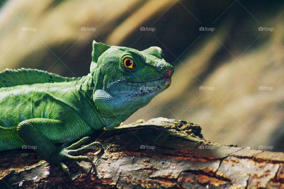 A green lizard is the most elegant of all small creatures!