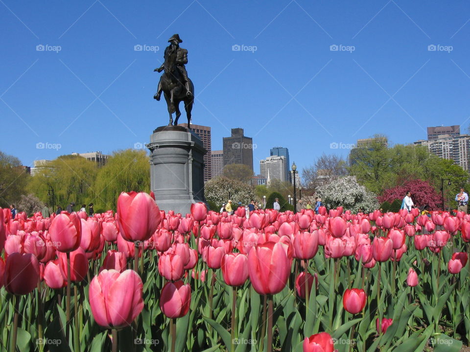 Boston Garden. Tulips and statue