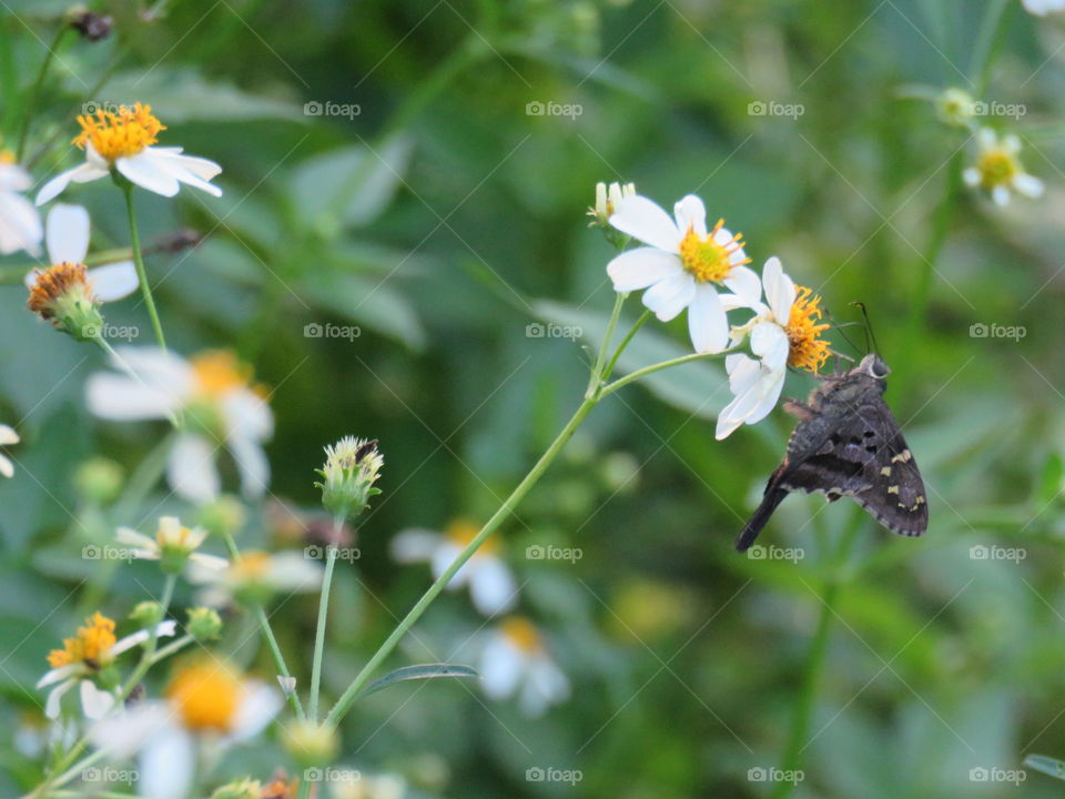 long-tailed skipper