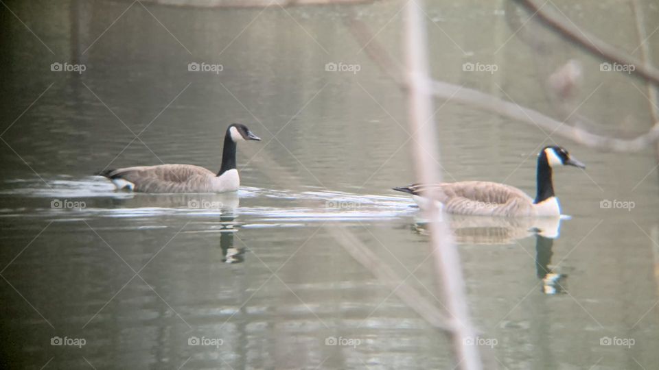 Two geese are a match made in nature. Here, a pair of them swim together, on a freezing winter day, in Ohio