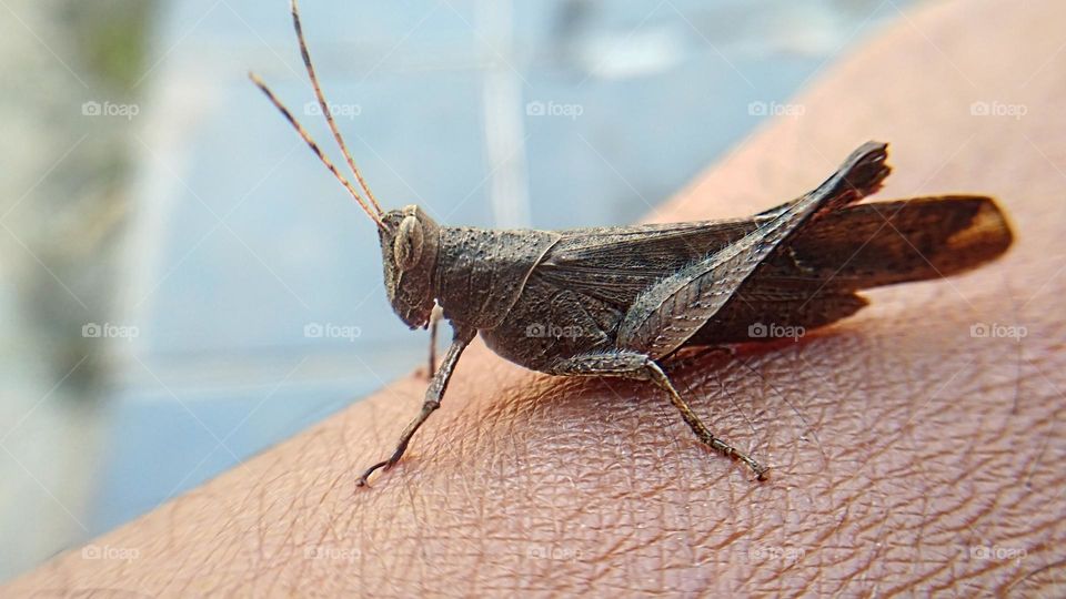 The rice grasshopper lands on the hand