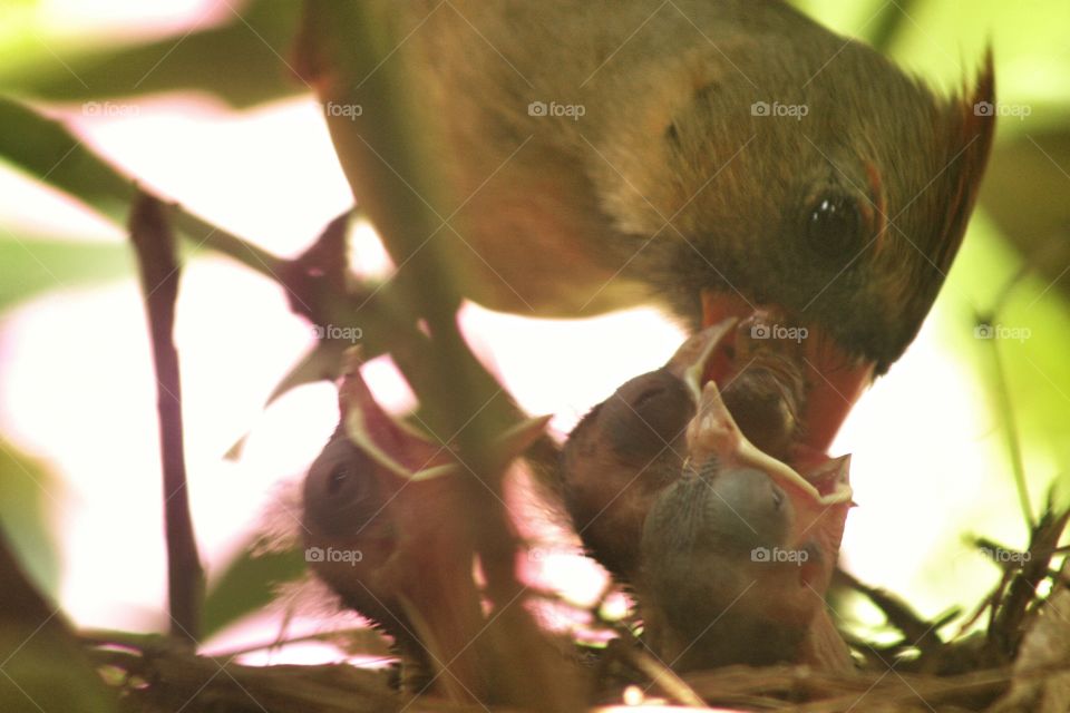Feed Two Babies With One Bug. A loving mother cardinal feeding her young.