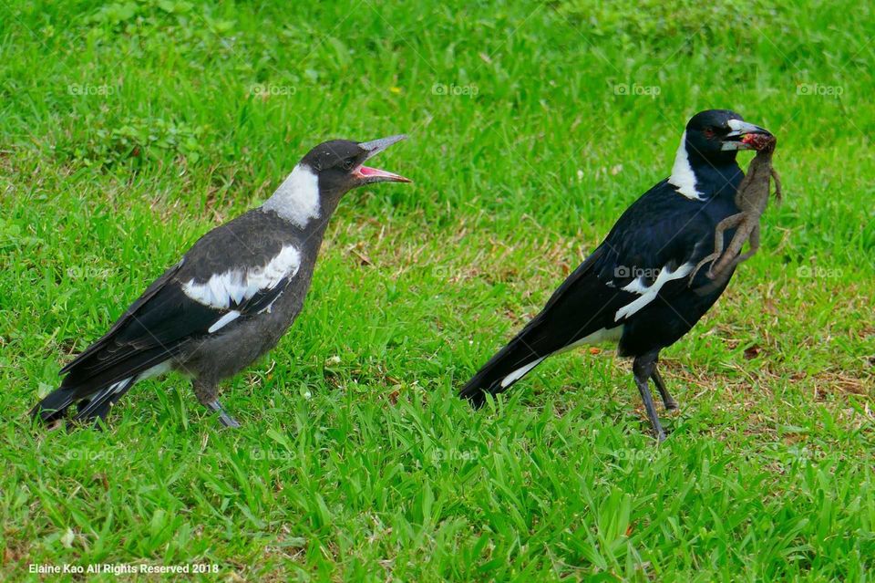 A bird couple. Female bird scolding male bird for snatching away the lizard prey from her. Taken in Brisbane.