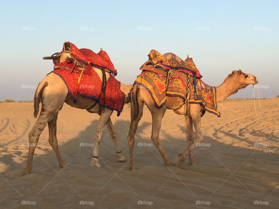 Camels desert colourful tourism Rajasthan india travel