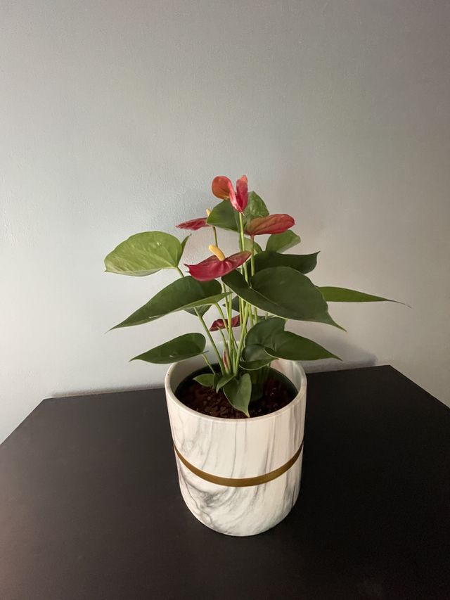 Anthurium andraeanum 