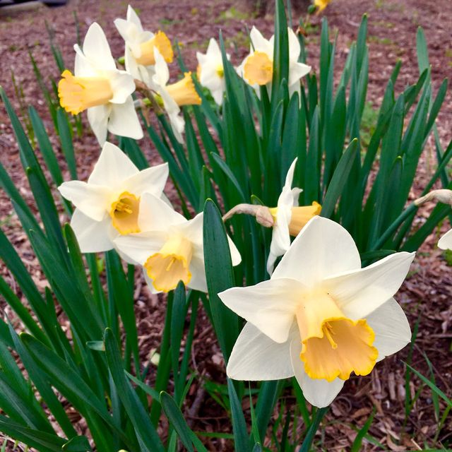 White flowers
