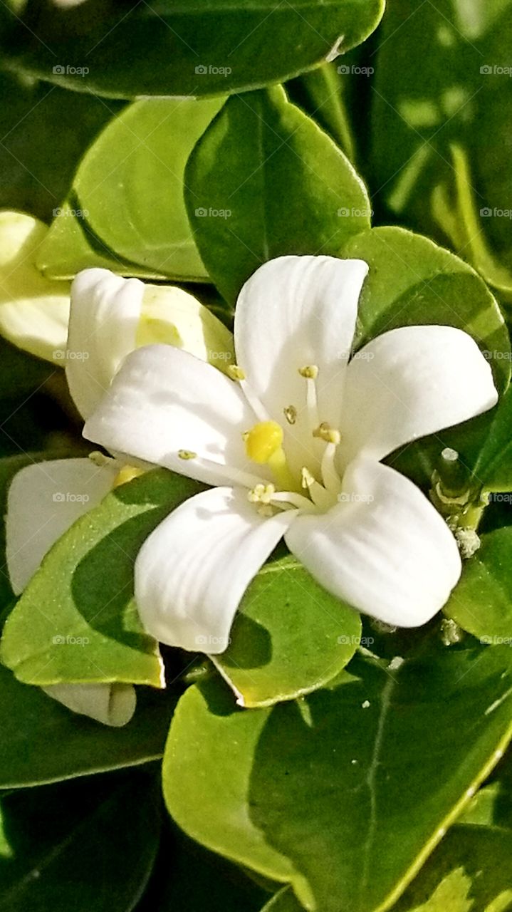 orange jasmine flower