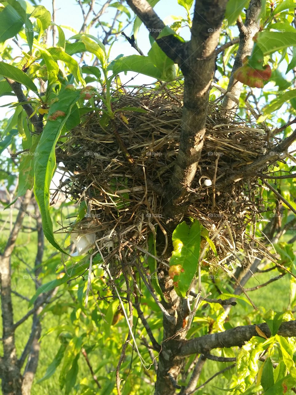 Birds nest in my peach tree.