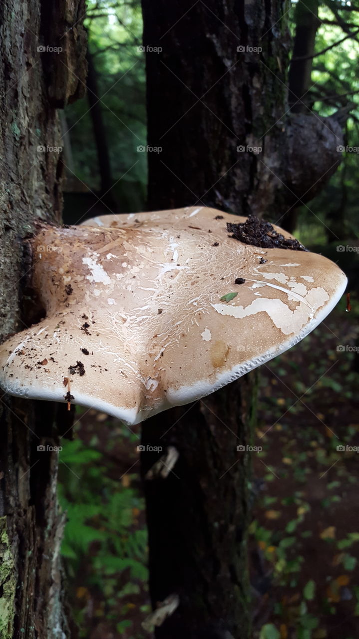 A mushroom finds a home on a tree trunk.