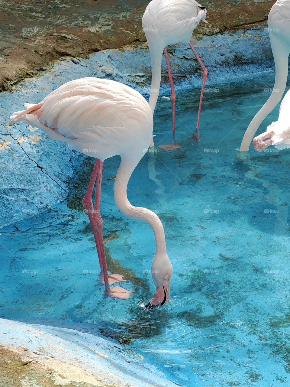 flamingo