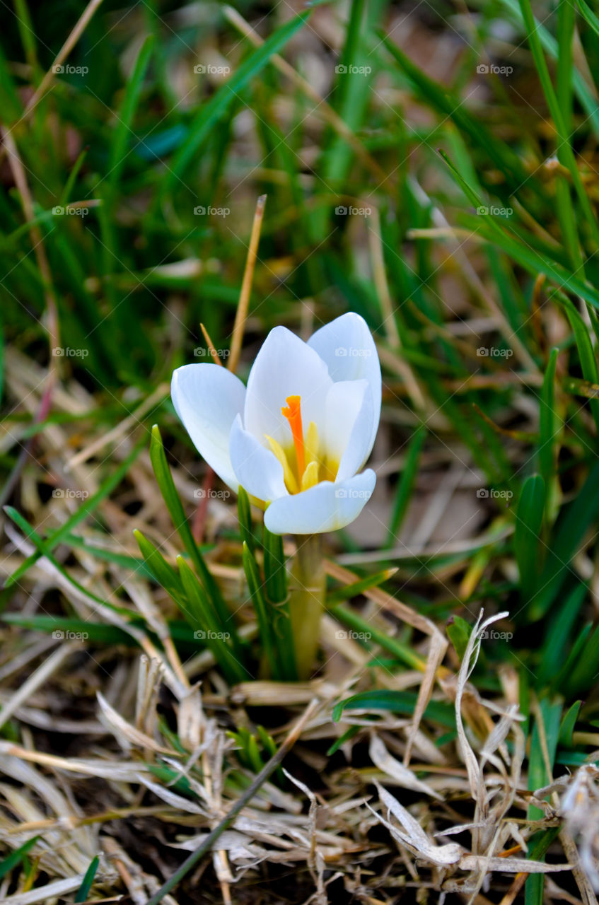 white crocus blooming