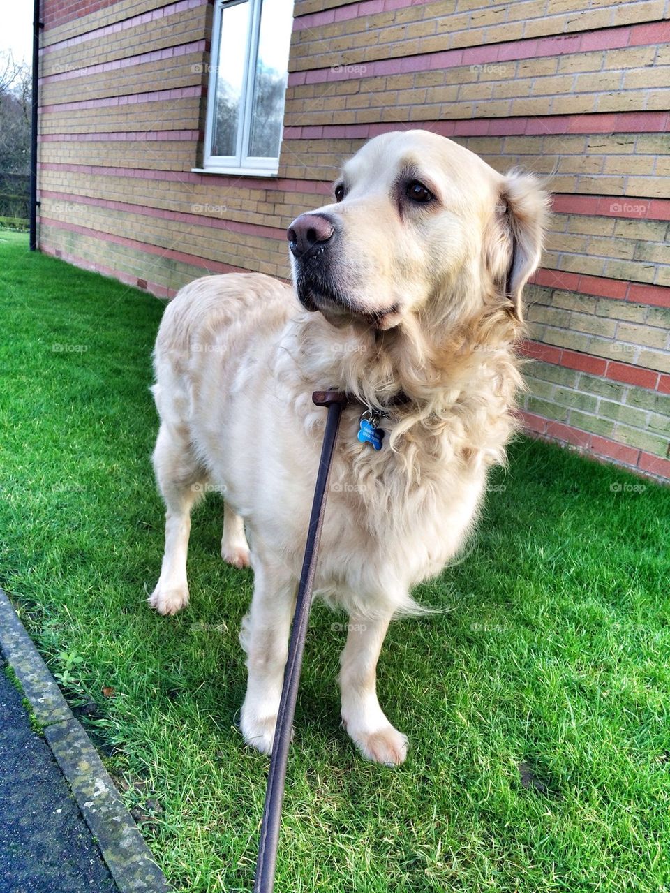 Nocas - Golden Retrievee