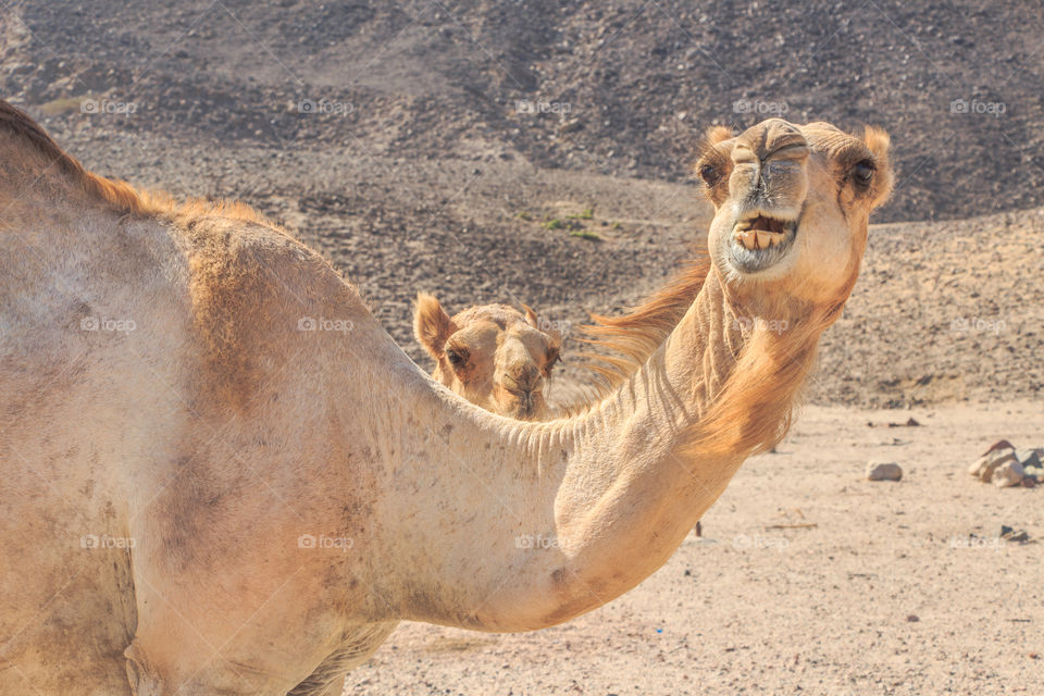 Camels