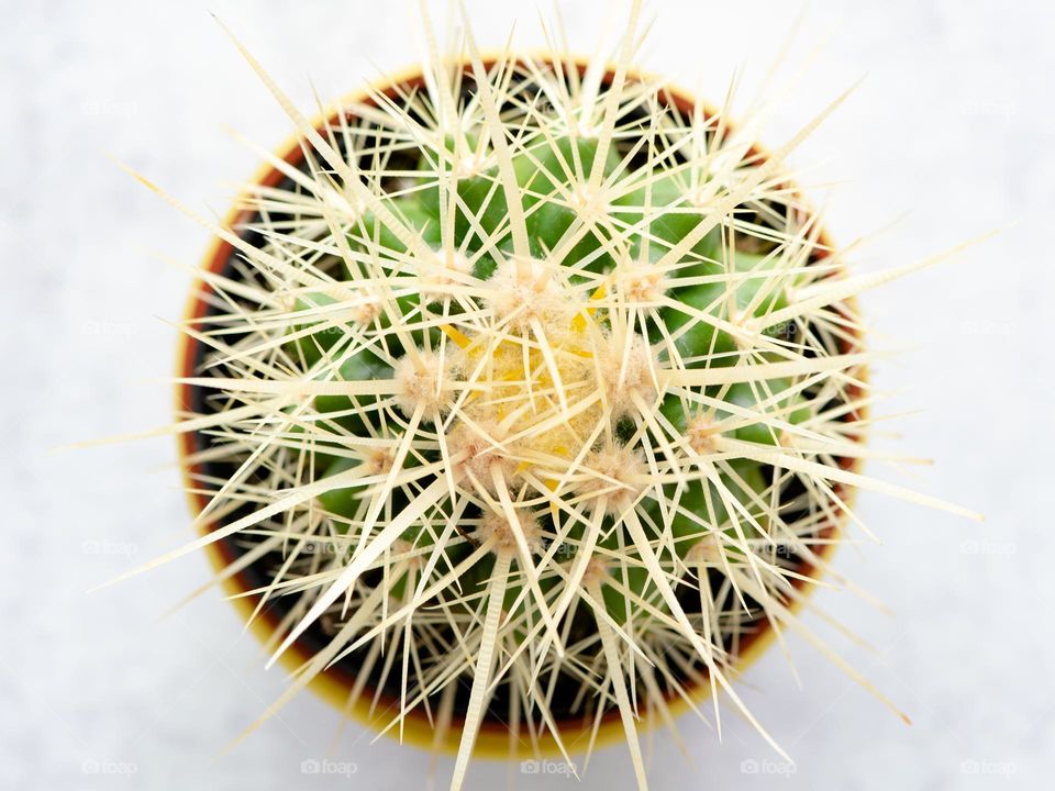 Minimalist macro image of a spiny succulent plant from above 