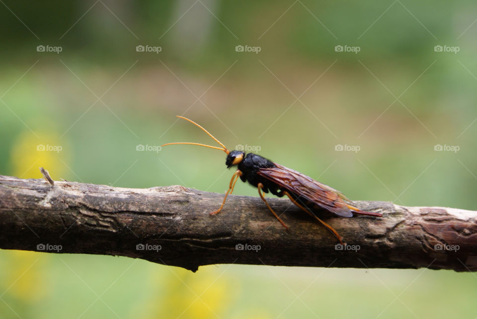 wasp. summer. sweden. close up orange.  bug. by snutten