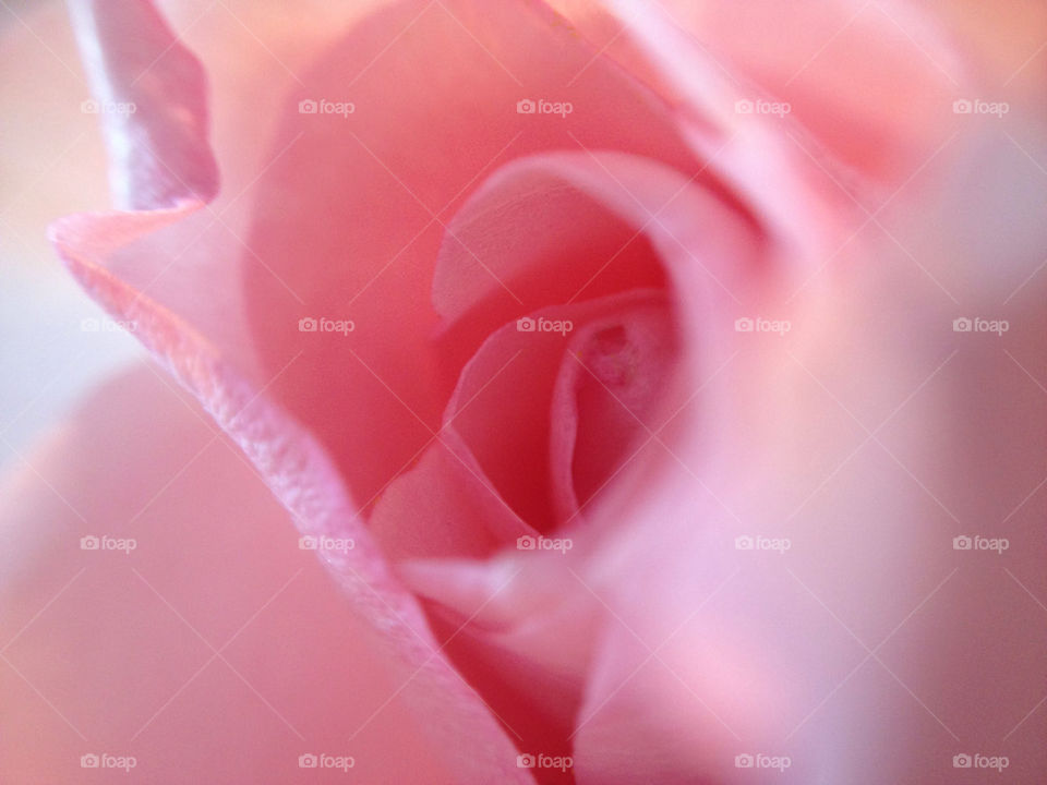 Pink rose flower macro detail