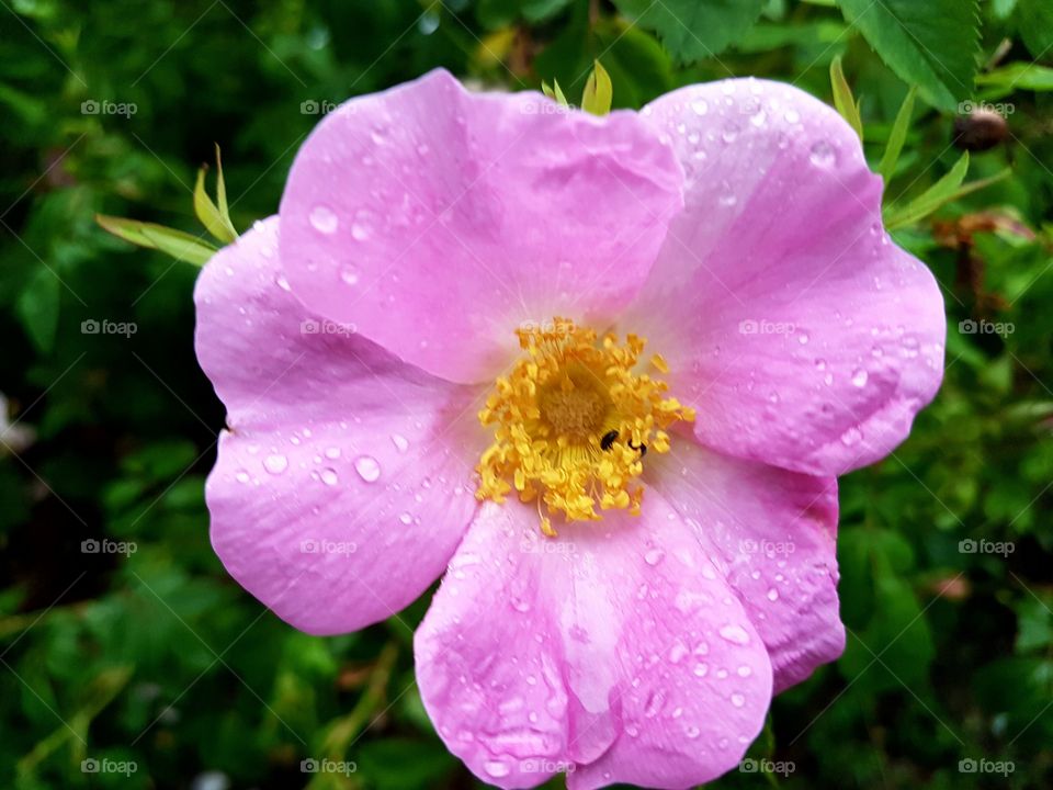 pink flower covered in rain