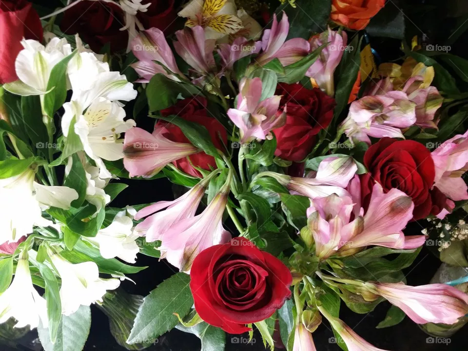 Roses