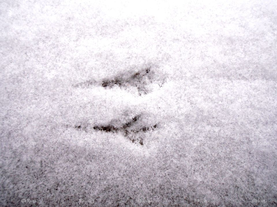 Snowy prints. Bird feet prints in snow 