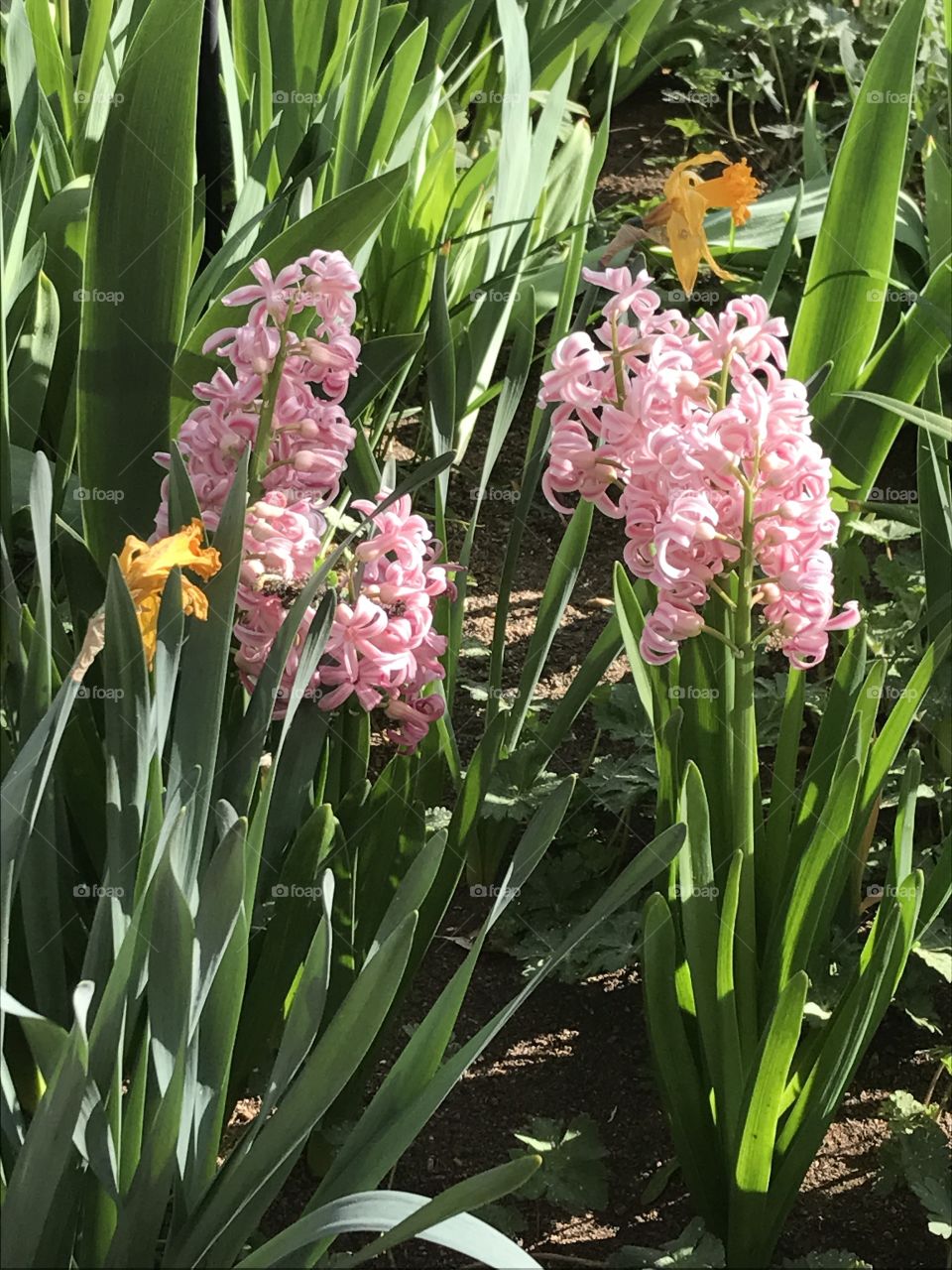 Pink Hyacinth 