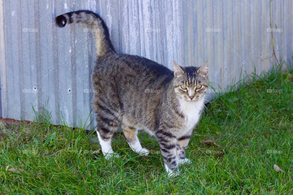 A grey tabby, standing by the corner of a metal building , tail up in a greeting