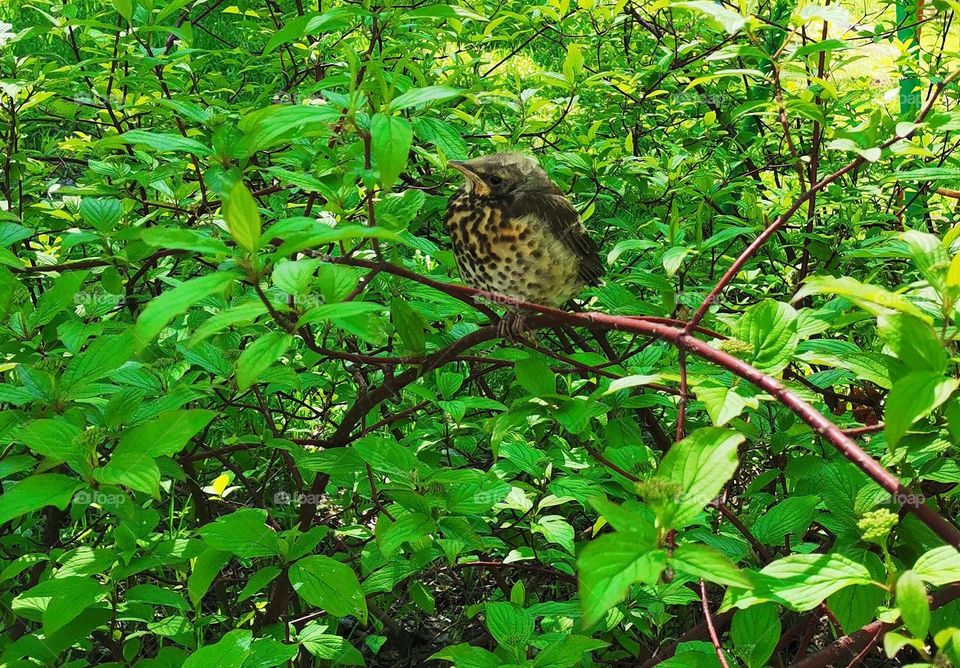 chick on branch, bird, summer, green bush, leaves, plant, shrub, animals, birds, green