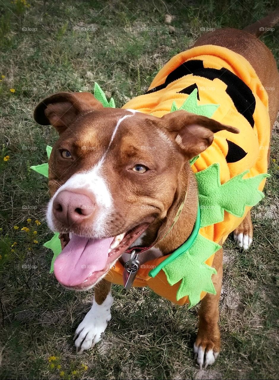 Not so Spooky smiling puppy dog dressed up like the Great Pumpkin for Halloween