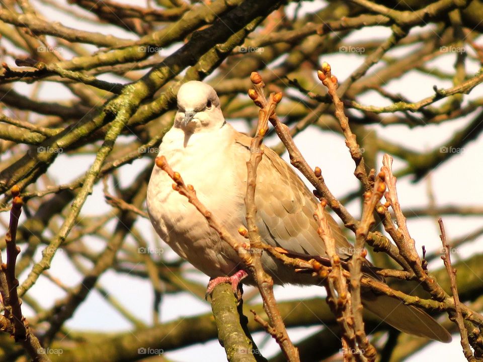 turtle dove