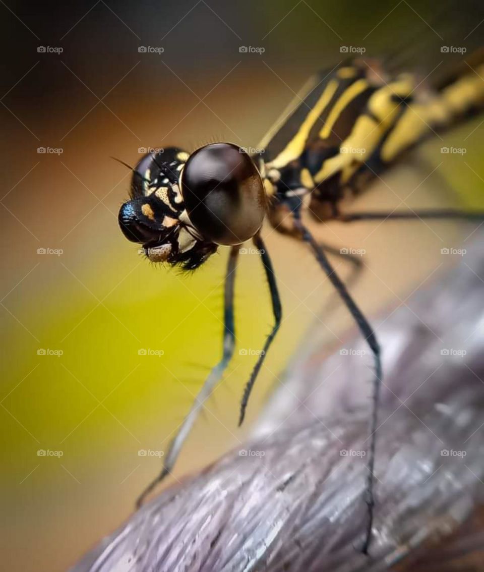 beautiful and cute insects # Closeup# looking at you