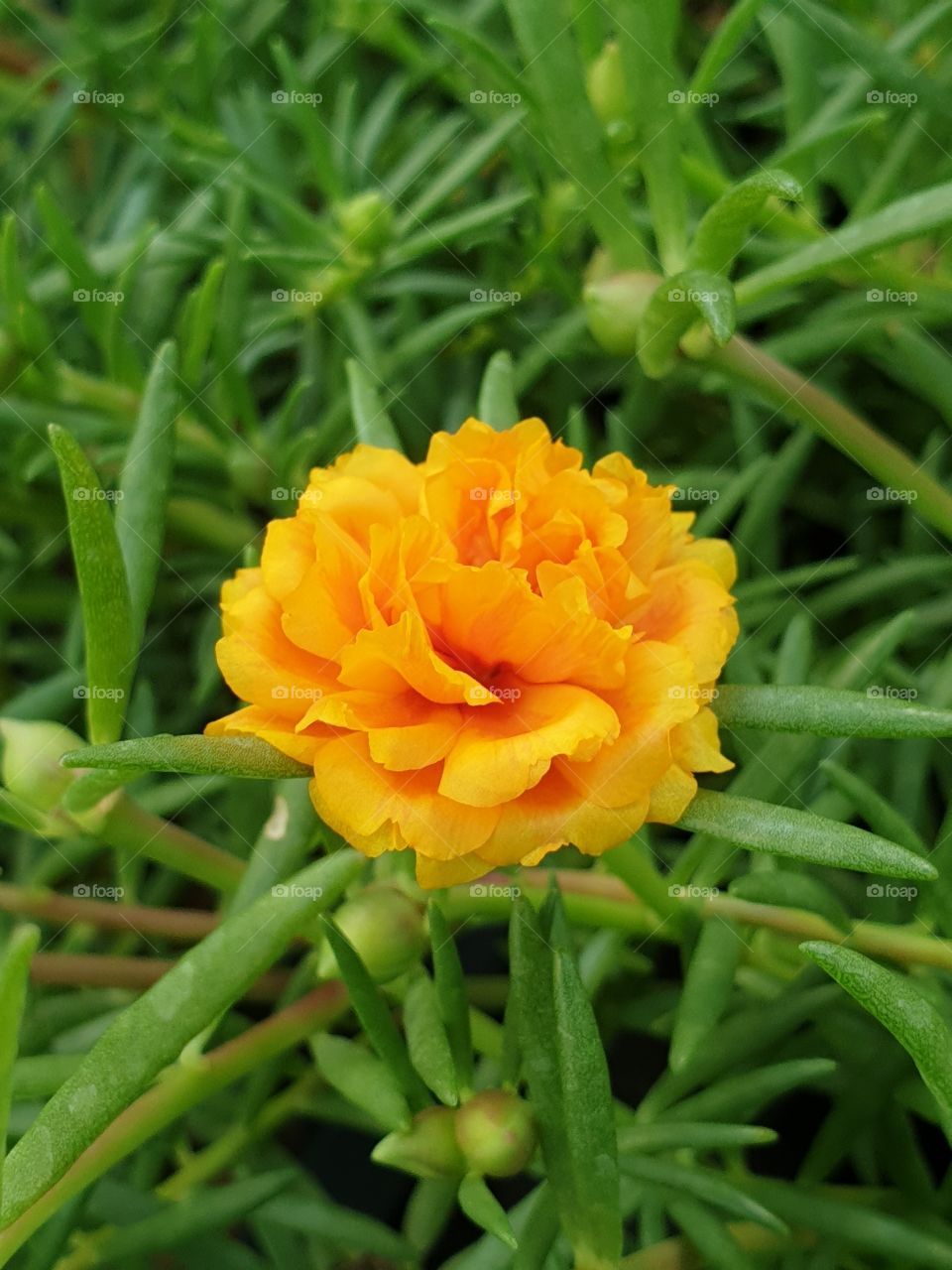 the portulaca grandiflora