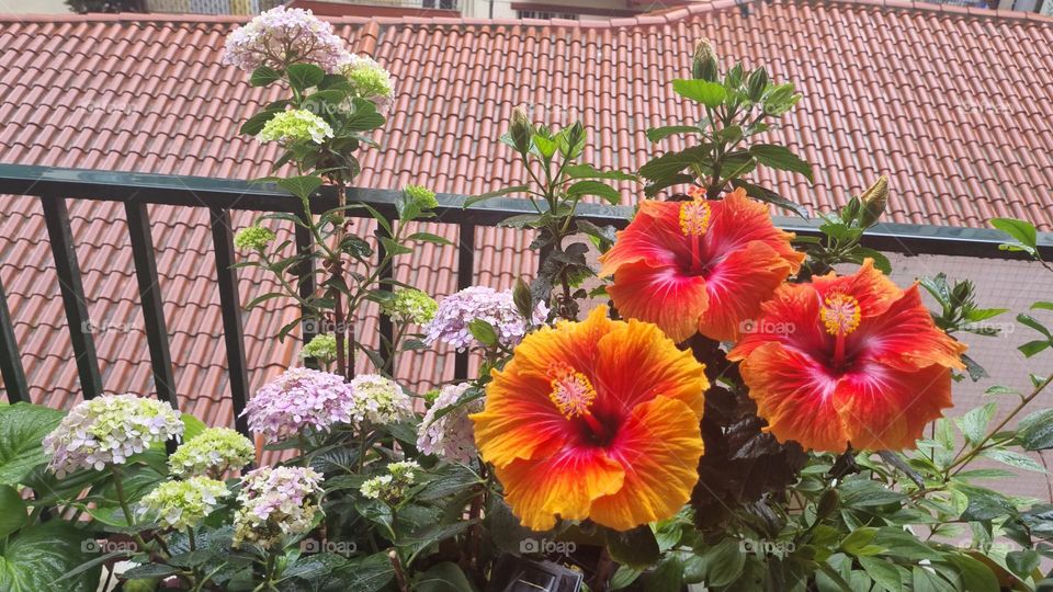 Spring come at my balcony!