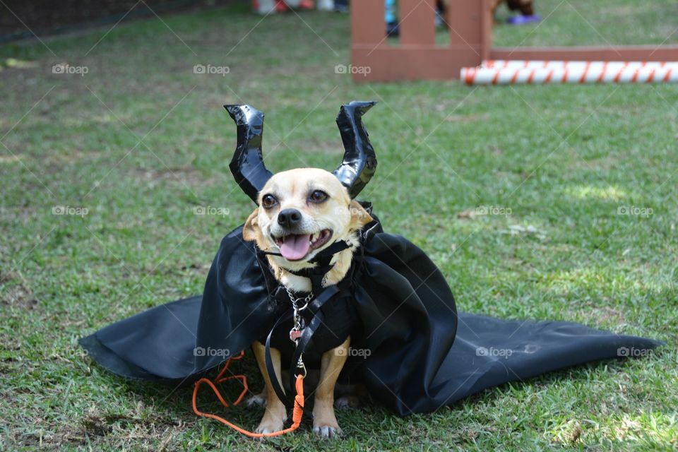 Chihuahua wearing halloween costume