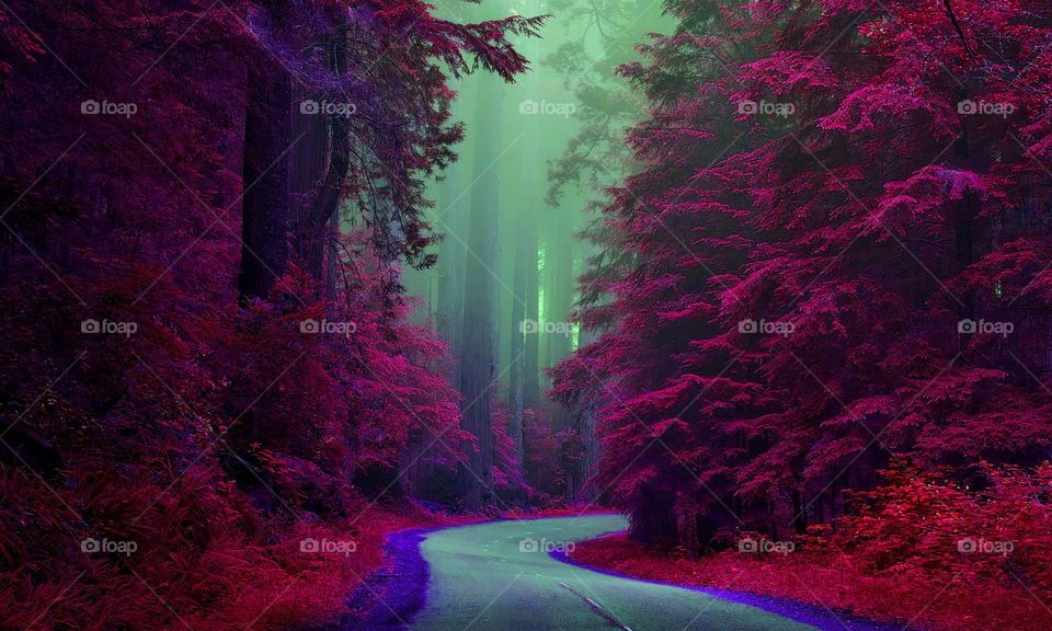 beautiful trees road sides