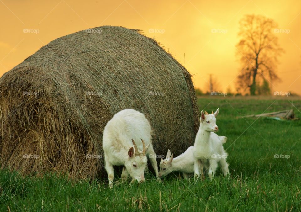 Mother with baby goats on grass