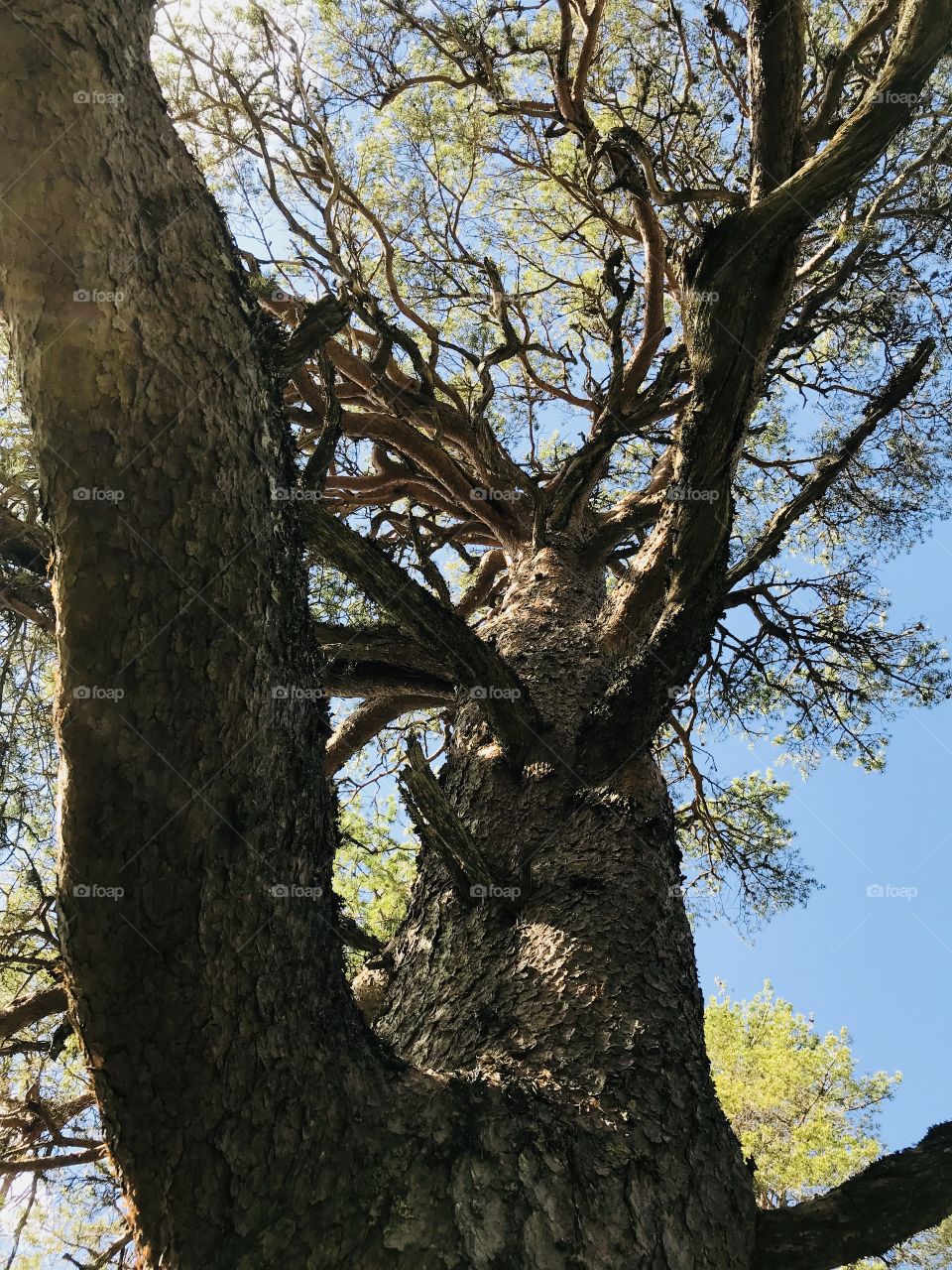 Old pine extending its branches 