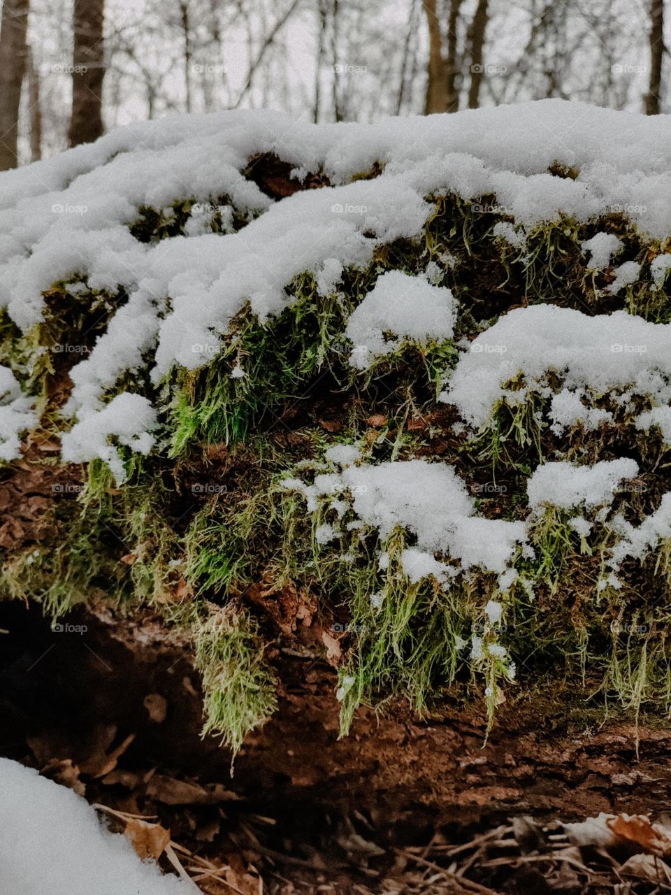Green moss on the tree trunk covered with snow in winter forest, nature details, botanical