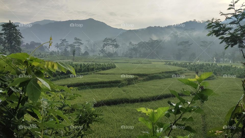 keindahan persawahan