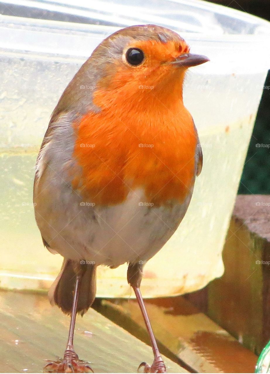 robin