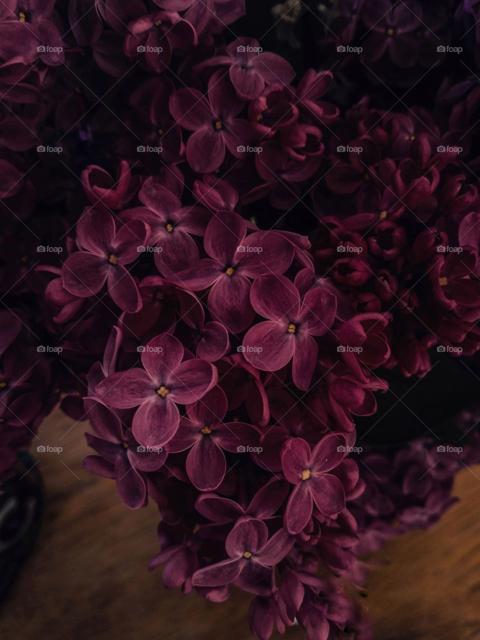 Flowers, Lilacs, Spring