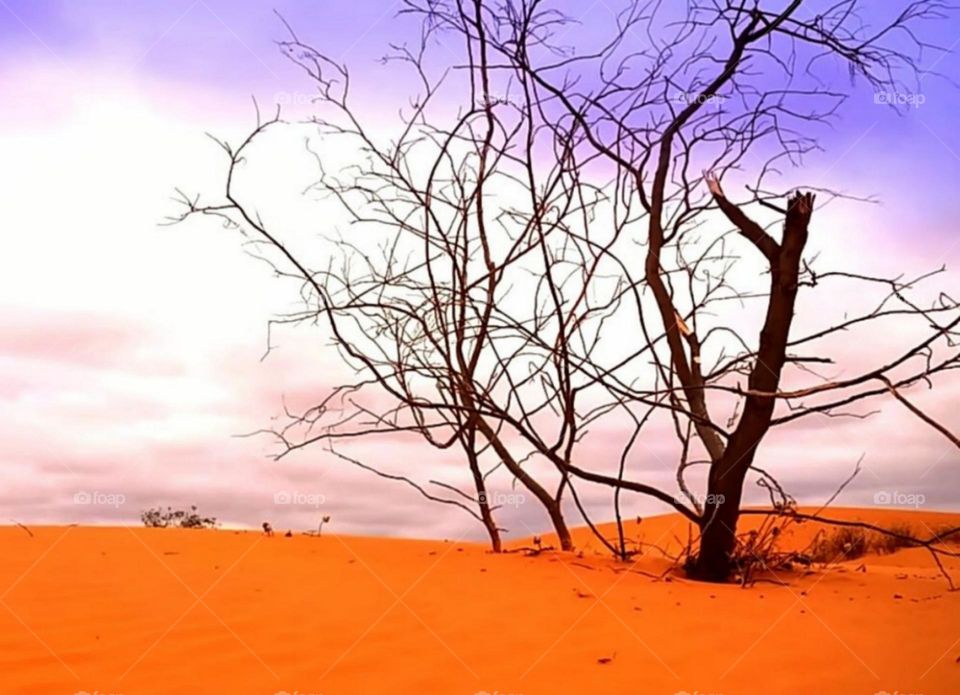 plants desert moroccan