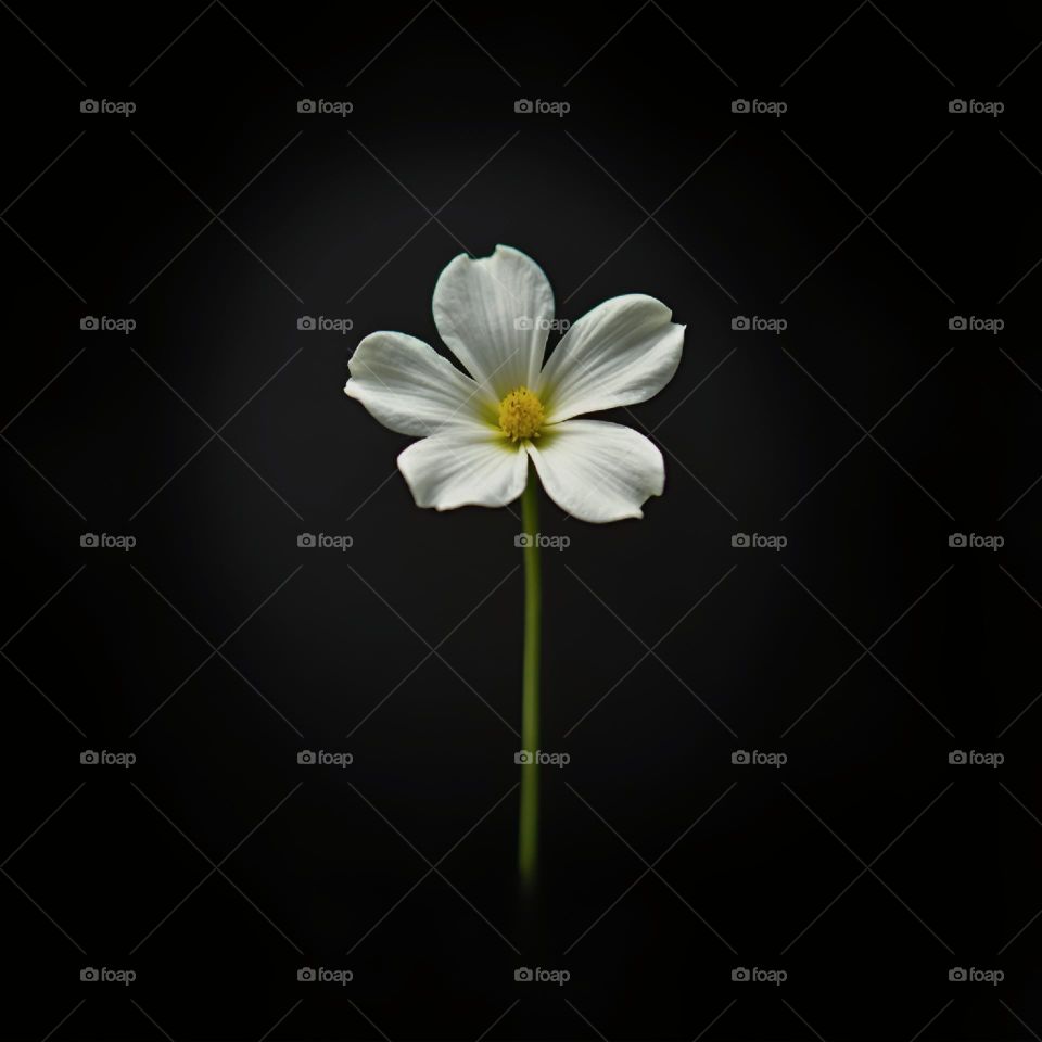 white flower on black background