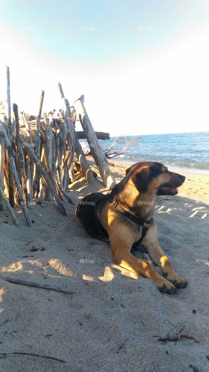 Ziggy out for a spring walk in the beach!