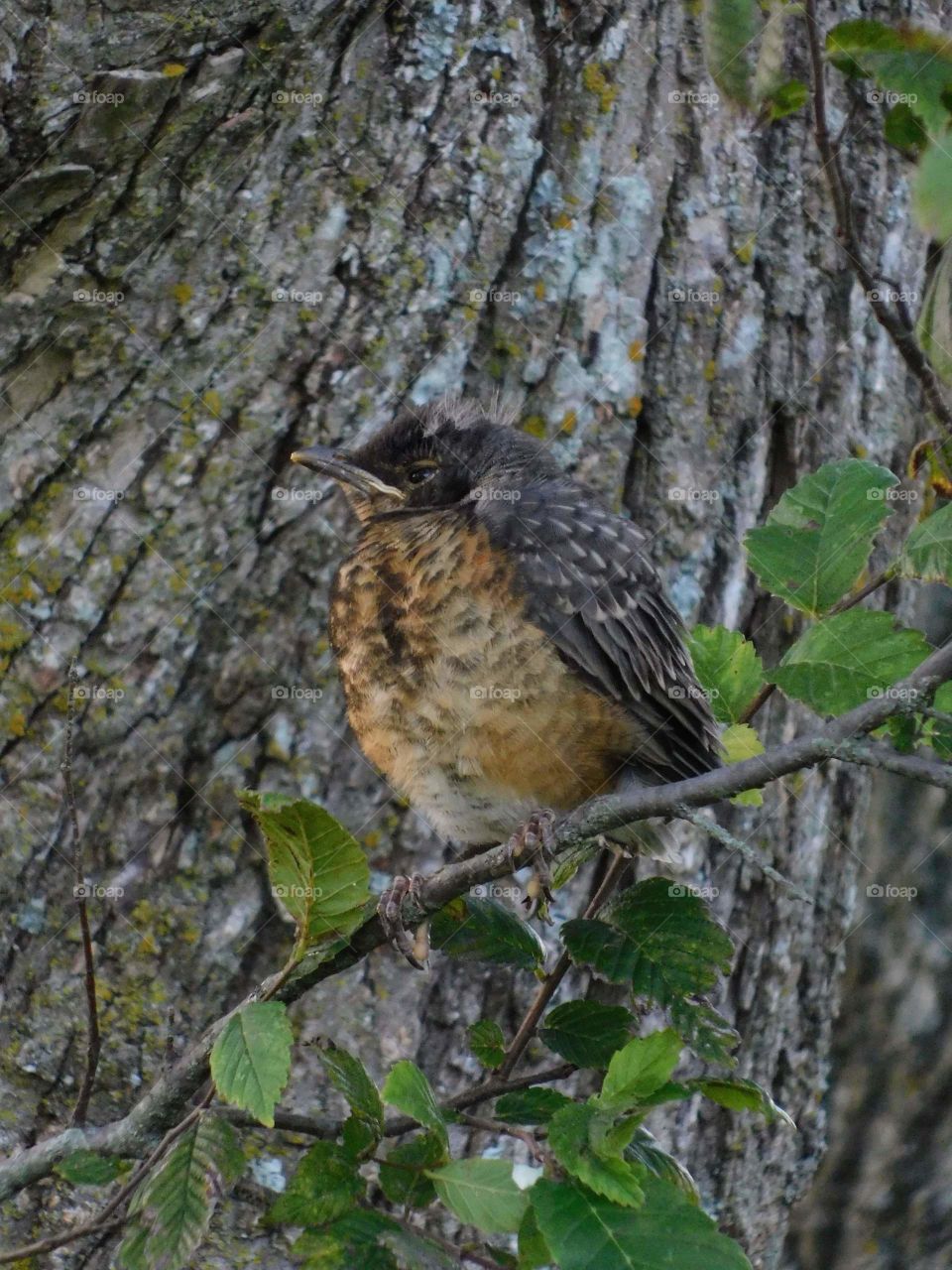 Little American Robin going on first flight