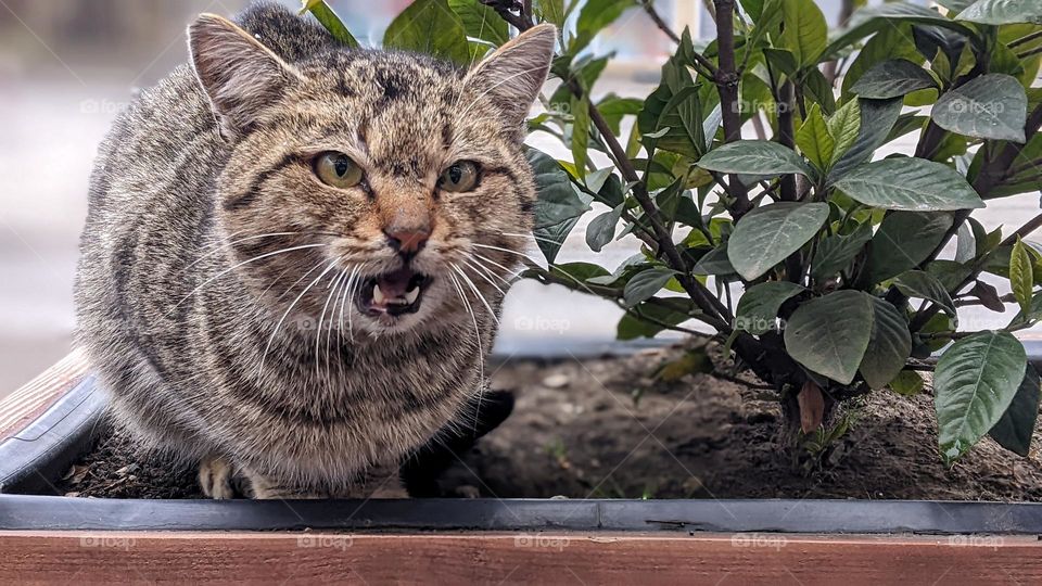 Cat on the background of the plant